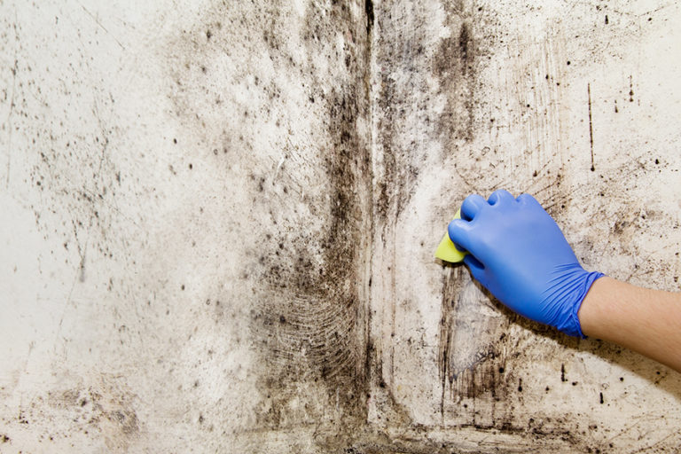 How to Prevent Mold After Water Damage