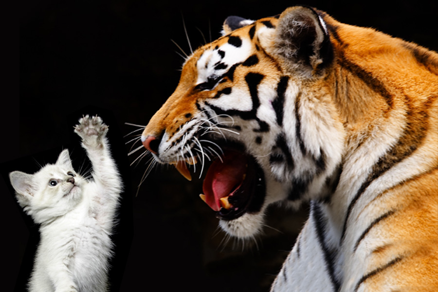 House Cats Vs Wildcats Thisvsthat